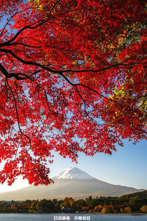 红枫掩映富士山,几许张扬,几许内敛