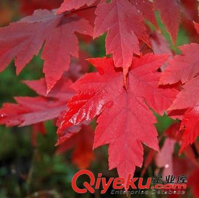 正宗日本红枫苗红丝带红枫树苗嫁接苗批发红枫小苗绿化苗木-沭阳县虞里花卉园艺场提供正宗日本红枫苗红丝带红枫树苗嫁接苗批发红枫小苗绿化苗木的相关介绍、产品、服务、图片、价格沭阳县虞里花卉园艺场、绿化苗木;草坪种子;花卉种子;牧草种子;盆景;盆栽;水生花卉;园林园艺用具等