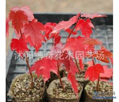 【博奇园林绿化苗木树苗庭院植物日本红枫苗红丝带红枫树苗量大优惠】沭阳博奇花木园艺场 - 产品库