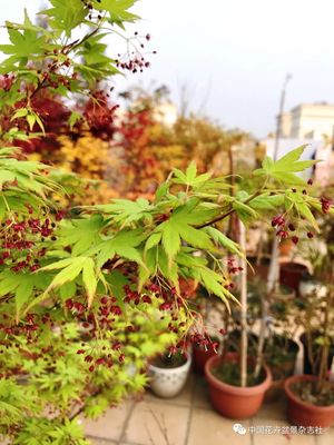春枫得意 记录我10年的日本红枫种植之旅