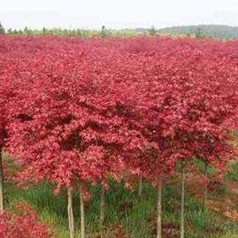 王立友枫树