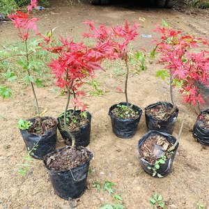 【日本红枫出猩猩价格】最新日本红枫出猩猩