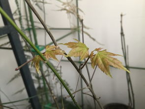 淘宝上买的日本红枫放阳台上发芽了,辨别下真伪,谢谢