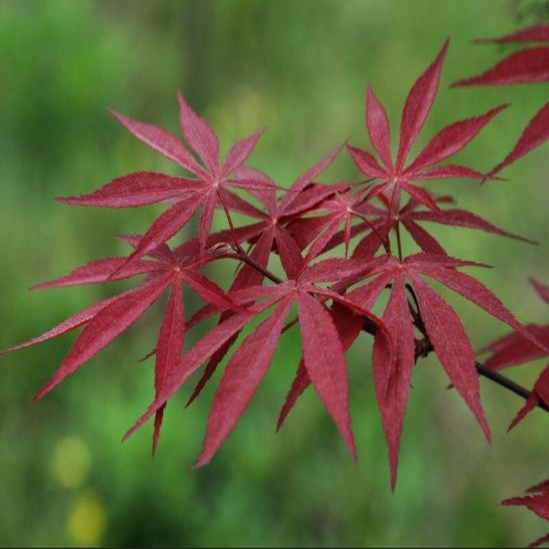 逍遥 红枫苗 红枫树苗 红枫小苗 日本红枫 嫁接红枫苗 美国红枫 黄金枫苗 红枫树 2号日本红枫