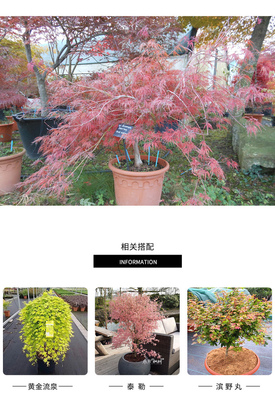 花缠枫树 日本红枫进口枫树庭院花园植物阳.