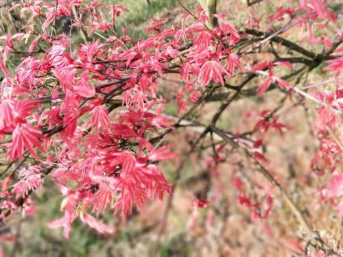 3月16日南湖多彩植物园迎来红枫林 川剧吐火样样不少