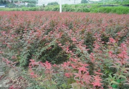 广东能种植红冠红枫吗