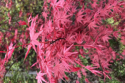 日本红枫和美国红枫哪个好,区别有几点