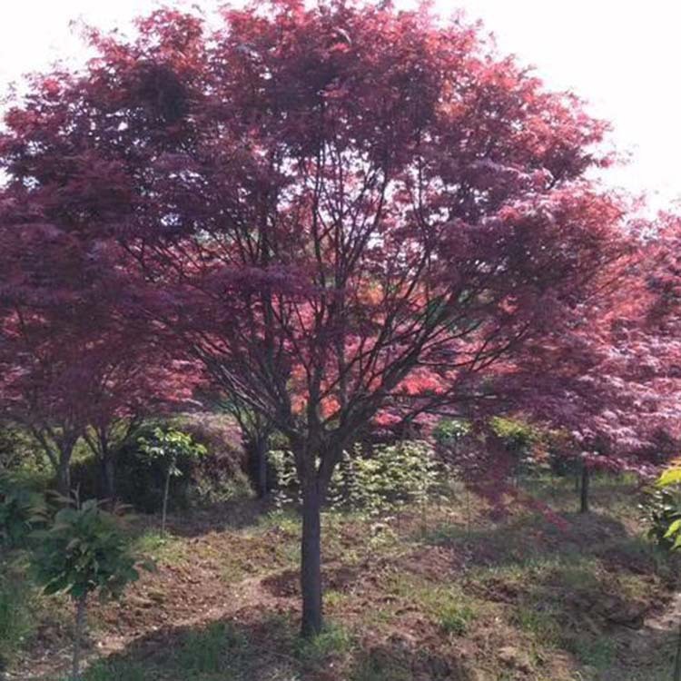 红枫植株行道树风景树 日本红枫湿地绿化盆栽 露地园林植物红枫树