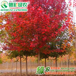 红枫树苗是什么样