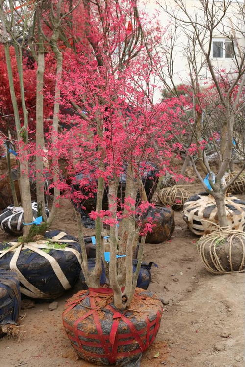 春意盎然,北京华源发花木市场走货活跃
