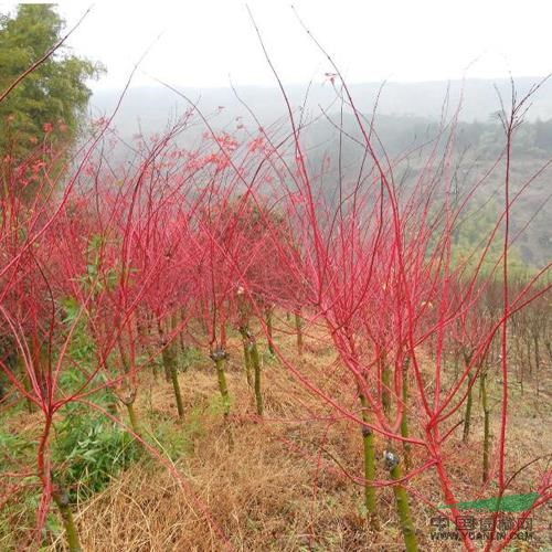 赤杆枫 日本红枫盆景制作要注意哪些问题 红枫盆景 红枫供应