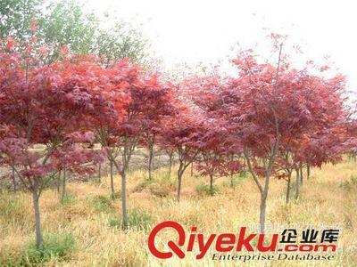 供应园林植物 红枫 红枫树 日本红枫 美国红枫小苗-沭阳县华飞花木场提供供应园林植物 红枫 红枫树 日本红枫 美国红枫小苗的相关介绍、产品、服务、图片、价格沭阳县华飞花木场、花木花卉;苗木;绿化苗木;绿化小苗;红叶小檗;金叶女贞;合欢;红叶石楠;黄金槐;国槐;迎春;龙柏;蜀桧;侧柏;连翘;紫薇;樱花;高杆女贞;红叶李;棣棠