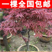 【见红】最新最全见红 产品参考信息