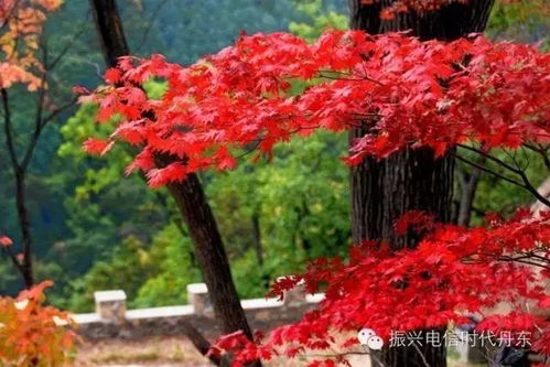 特价138元 天桥沟赏枫一日游