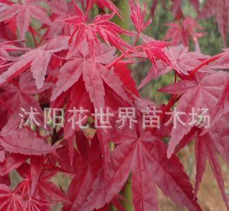 日本红枫苗批发 江苏红丝带批发 双面红红枫苗批发
