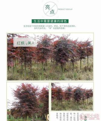 【苗圃基地供应红枫红枫树日本红枫5公分红枫】长沙市雨花区绿心苗圃 - 产品库