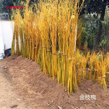 美国竹柳苗