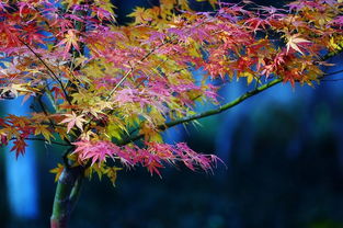 一日一花一诗 枫树
