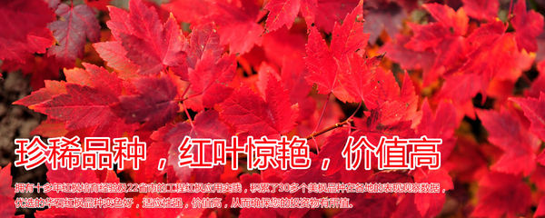 红枫,美国红枫,日本红枫-渤海:新区街头绿化带呈现“野草之美”-美国红枫十月光辉|夕阳红|红冠|秋火焰|日本红枫狮子头、三河八房、红三河批发【华石红枫 tel:4006168511】-7.shmmw.com