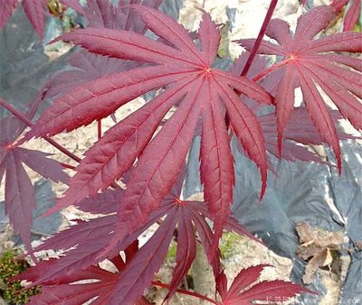 别样的美,来看日本红枫紫秀的风采,附华东红枫大型产地照片