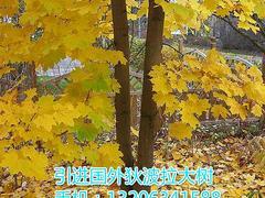狄波拉黄金枫当选大自然彩叶苗木基地:狄波拉黄金枫代理加盟-山东大自然彩叶苗木繁育基地提供狄波拉黄金枫当选大自然彩叶苗木基地:狄波拉黄金枫代理加盟的相关介绍、产品、服务、图片、价格狄波拉黄金枫、美国红枫、耐热白桦、黄金枫、锦叶栾、日本红枫、