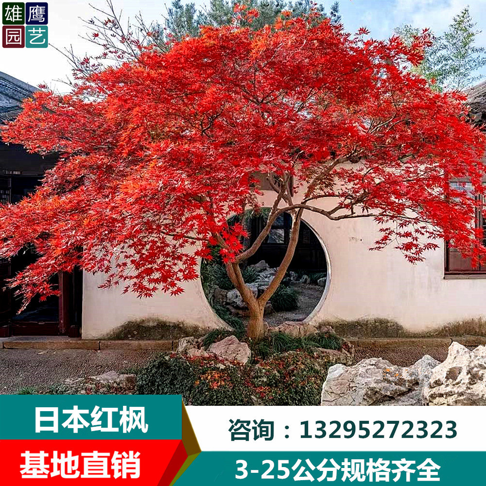 日本红枫大树苗红舞姬三季红南北方别墅庭院景区工程绿化彩叶树种