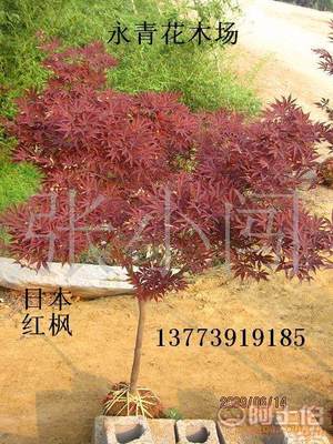 【现货出售3公分日本红枫、中国红枫、基地实物照片、欢迎选购】 - 产品库 - 沭阳县永青花木场