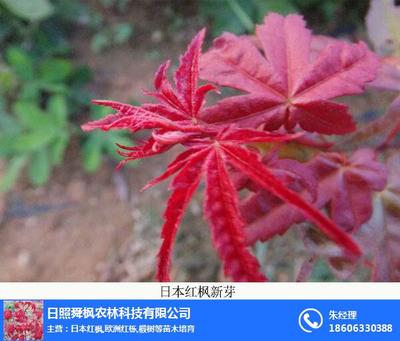 日本红枫专卖、舜枫农林 在线咨询 、日本红枫