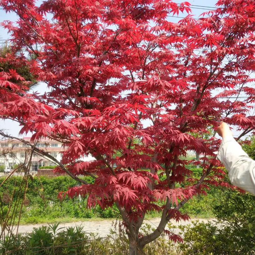 红枫树苗四季中国红庭院美国日本紅舞姬盆景园林绿化植物.