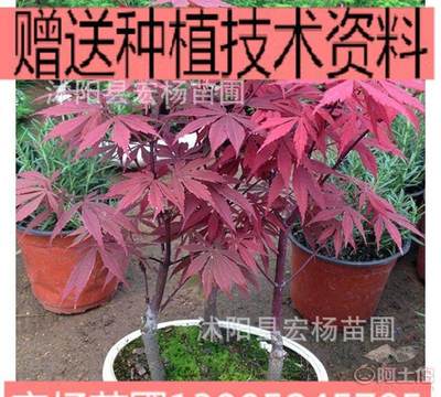 【花卉盆景室内盆栽日本红枫盆景微型红枫盆景不含盆】 - 产品库 - 沭阳县宏杨苗圃