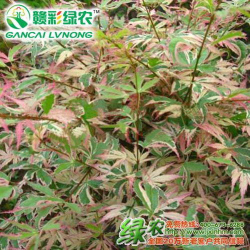 红枫树苗是什么样