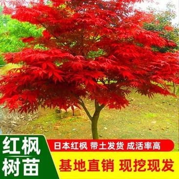 [红枫批发]山东临沂郯城县枫树 2.00元/棵红枫 日本红枫红舞 _ 一亩田