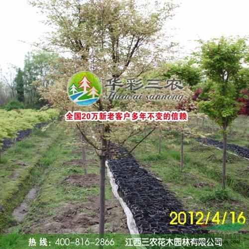 企业动态 江西三农花木园林