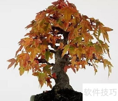 日本红枫变绿了怎么办 恢复红叶的护理方法