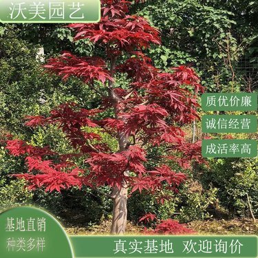 红枫多少钱一棵