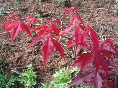 日本红枫小苗销售价格-海商网,花草树木产品库