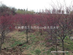 日本红枫 红枫樱花之乡四明山唐田 新杰苗木场