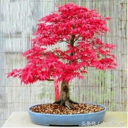 种花老人不小心说漏嘴,花盆里面滴几滴,一个月爆盆,十年不烂根