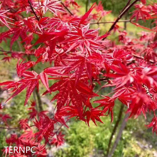 日本红枫红舞姬 植物非试管高效快繁日本红枫红舞姬