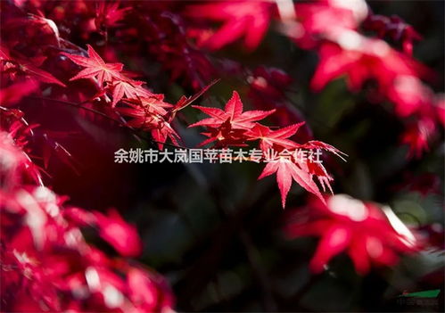 中日美红枫争夺战, 红枫之乡 为什么还坚守 中国