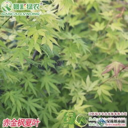 全球花木网欢迎你