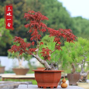 【日本红枫出猩猩】最新日本红枫出猩猩/批发报价