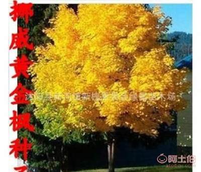 【进口正宗日本红枫美国红枫种子金叶挪威槭黄金枫种子】沭阳县新河镇新槐居委会绿霸苗木场 - 产品库