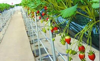 植物工厂正在世界流行