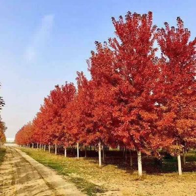【霖松苗木 4cm日本红枫基地 日本红枫报价 2cm日本红枫图片】霖松苗木 4cm日本红枫基地 日本红枫报价 2cm日本红枫 - 邳州市霖松苗木种植专业合作社