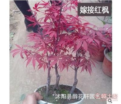 【醉花轩盆栽黄金枫日本红枫盆景树桩红枫盆栽红枫苗成型盆景苗】沭阳县醉花轩园艺场 - 产品库