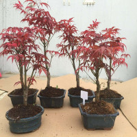 艾雨婷菠萝蜜苗树苗果苗嫁接苗木菠萝苗马来西亚1号肉红肉菠萝蜜树苗红肉菠萝蜜和日本红枫树挺院盆景树桩金枫绿植花卉美国红枫办公室秋火焰