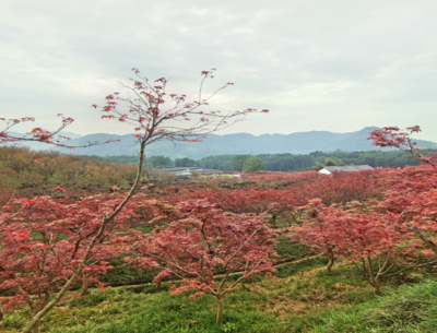 重庆南湖多彩植物园门票价格/景区介绍/时间地点