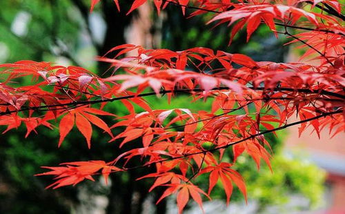 霜叶红于二月花,日本红枫也不差